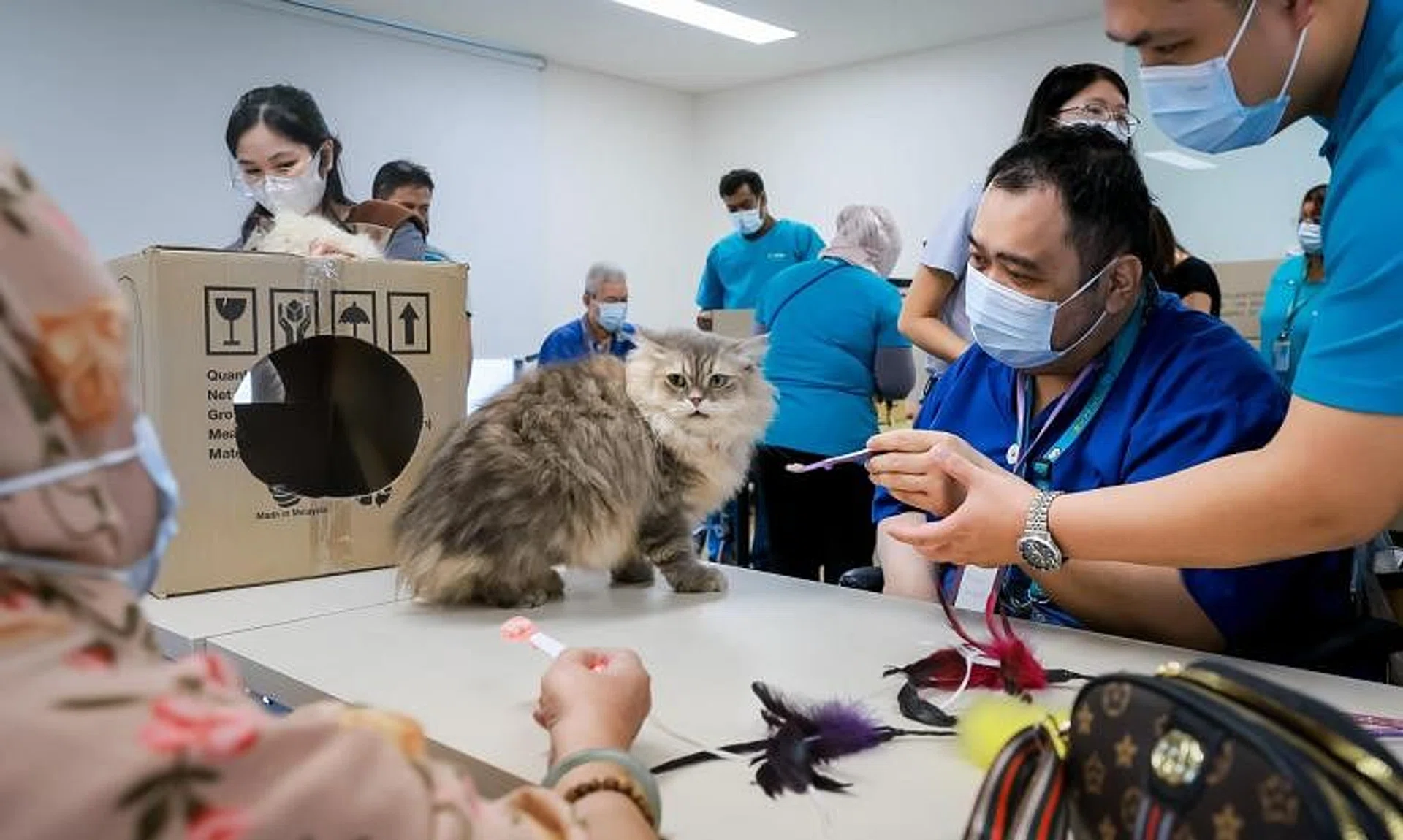 Called Purrs for Hearts, the programme is to help improve the residents’ mobility.