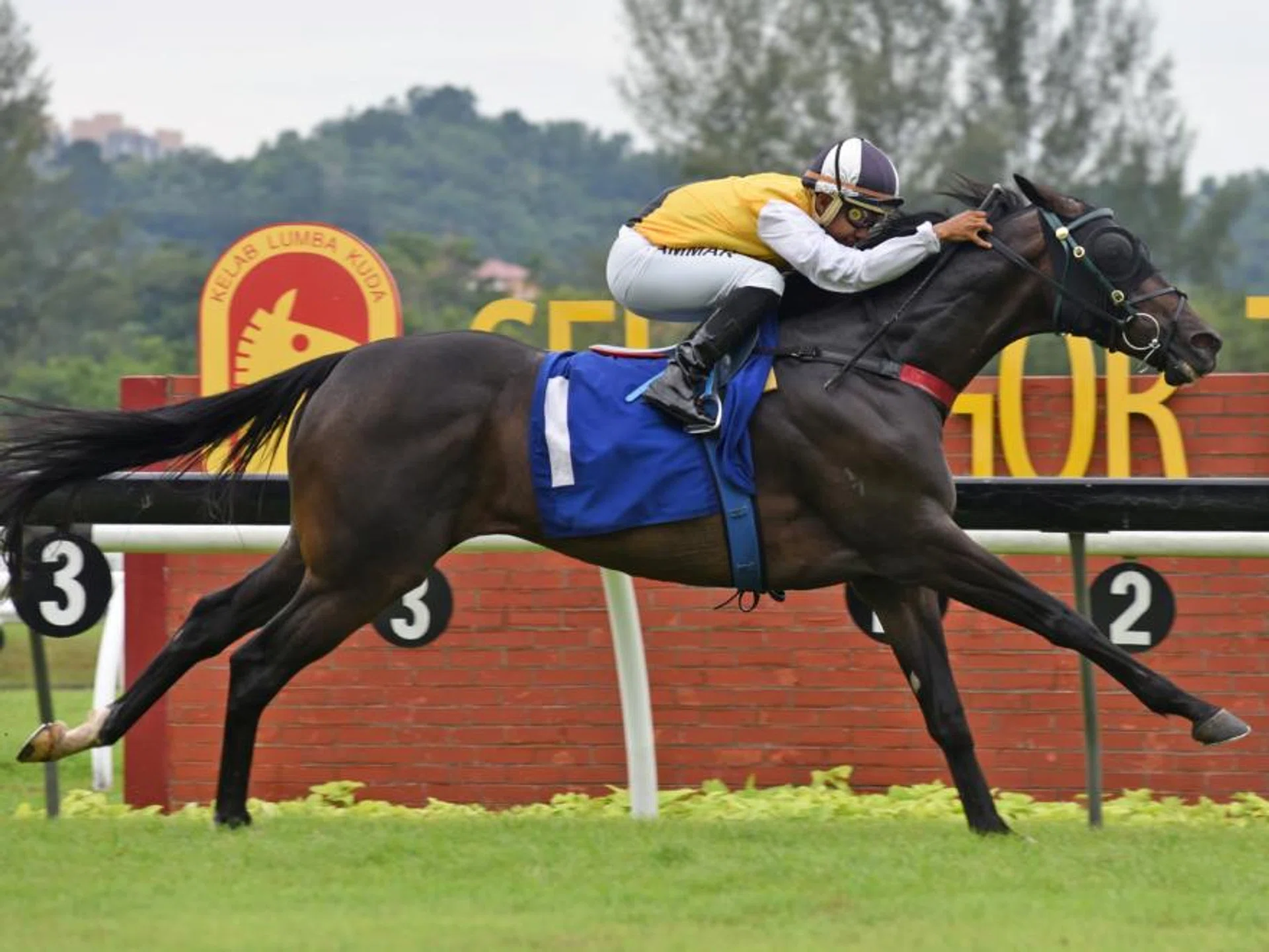 Sprinting star Awesome Storm (Tuan Ammar) scoring a comfortable victory in the Metro A race over 1,200m at Sungai Besi on Sept 21.

