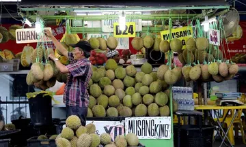 Farmers make Musang King sweeter to please China market