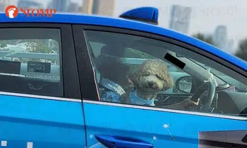 Cabby drives taxi with dog on his lap: ComfortDelGro investigating