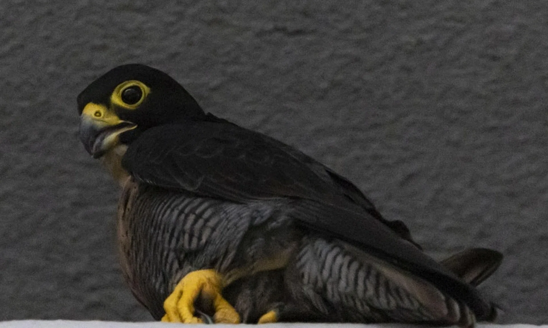 A close-up of the female peregrine falcon on the 34th floor of the OCBC Centre on Nov 22.
