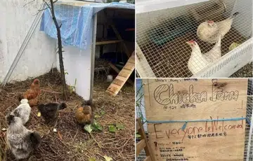 Yishun resident clucks at carpark rooftop chicken farm