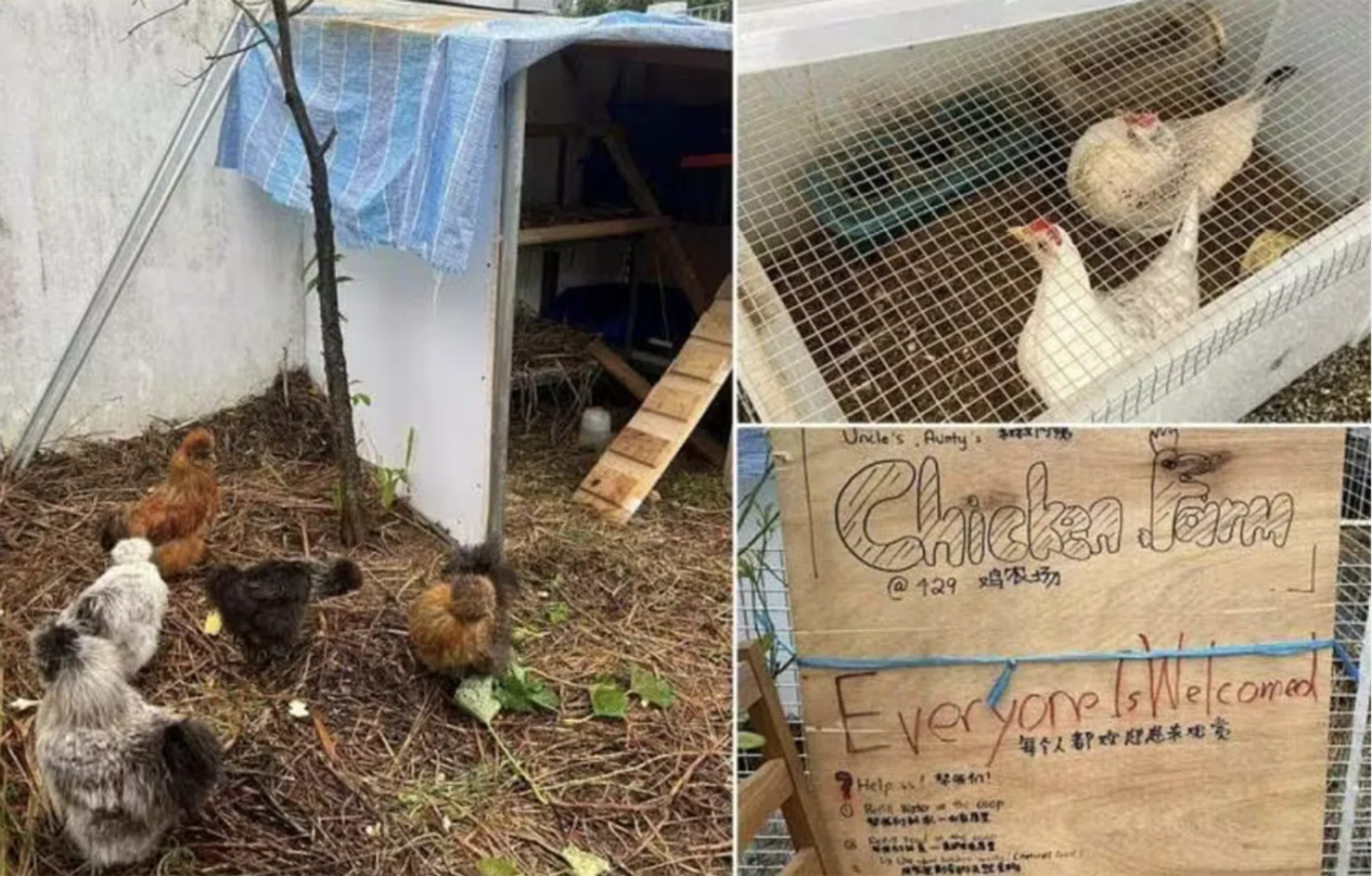 The makeshift chicken coop at 429 Yishun Avenue 11.