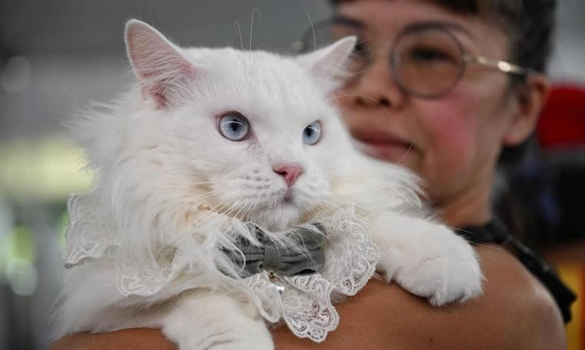 Year-old domestic cat Hello Kitty and her owner Debbie Mok at the Pets’ Day Out event in East Coast Park on May 11.