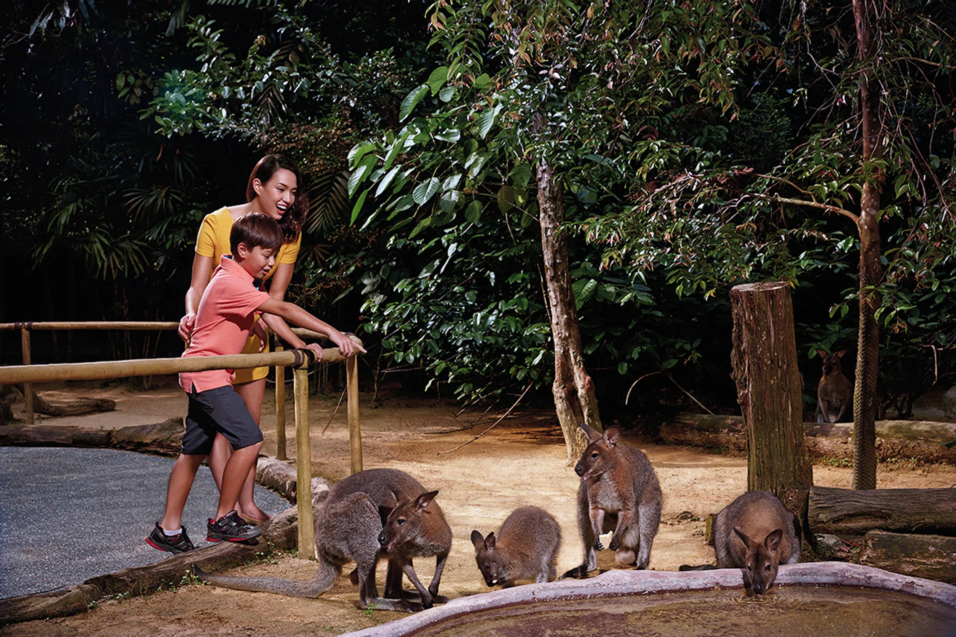 This year's The New Paper Courts Big Walk will take participants through S'pore Zoo and Night Safari.