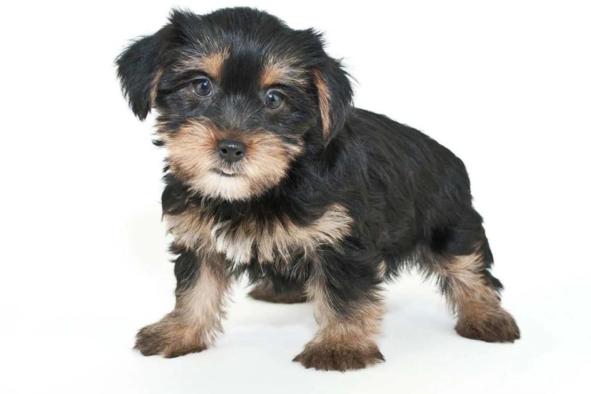 A morkie is a cross between a maltese and Yorkshire terrier.