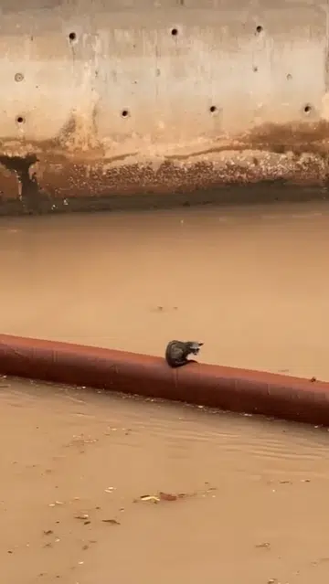Acres rescue civet stranded in middle of canal during downpour