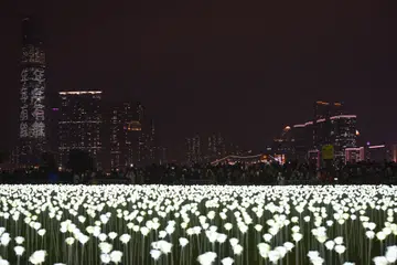 Roses are LED