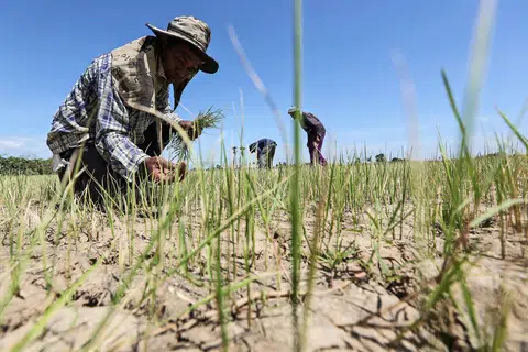 El Nino may return soon, hit Asian rice crops