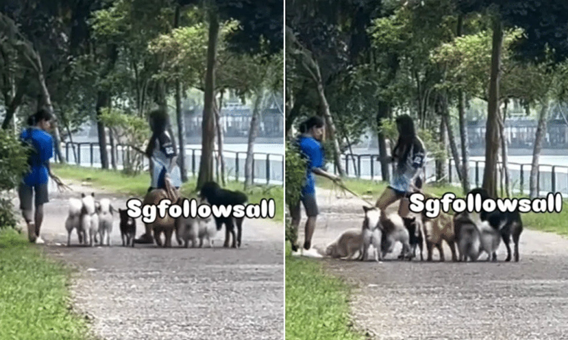 SPCA had received several reports of the case and escalated them to the Animal & Veterinary Service – which is within NParks – for further action.