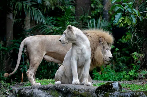 South African white lions Mandisa (foreground) and Sipho made their debut at the Night Safari in May 2014.