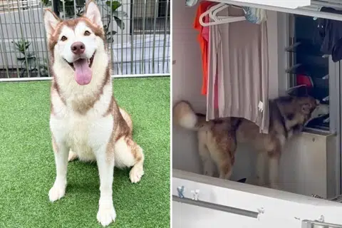 Husky rescued from 35th-floor HDB flat 'full of spirit', ready for new home