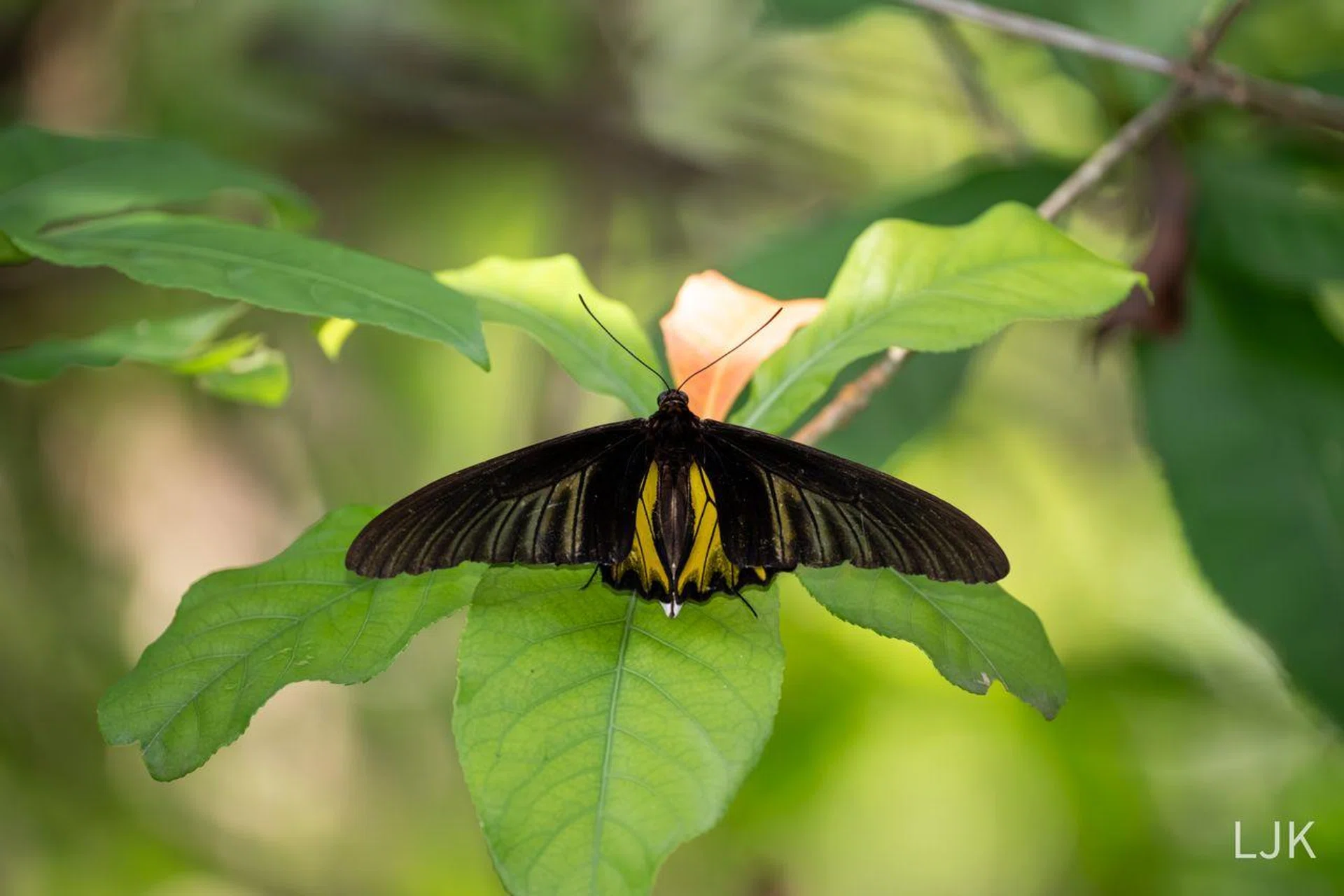 A Golden Birdwing at the Botanic Gardens.