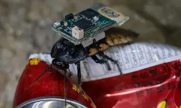 Cyborg cockroaches show how they help in rescue missions