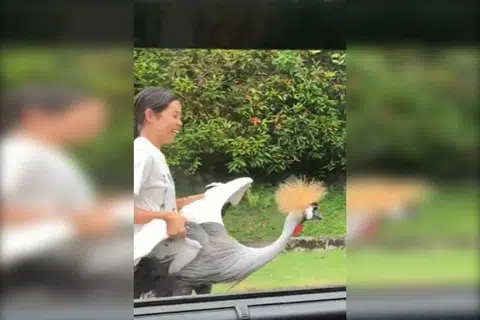 Woman spotted carrying endangered African Crowned Crane by its wings