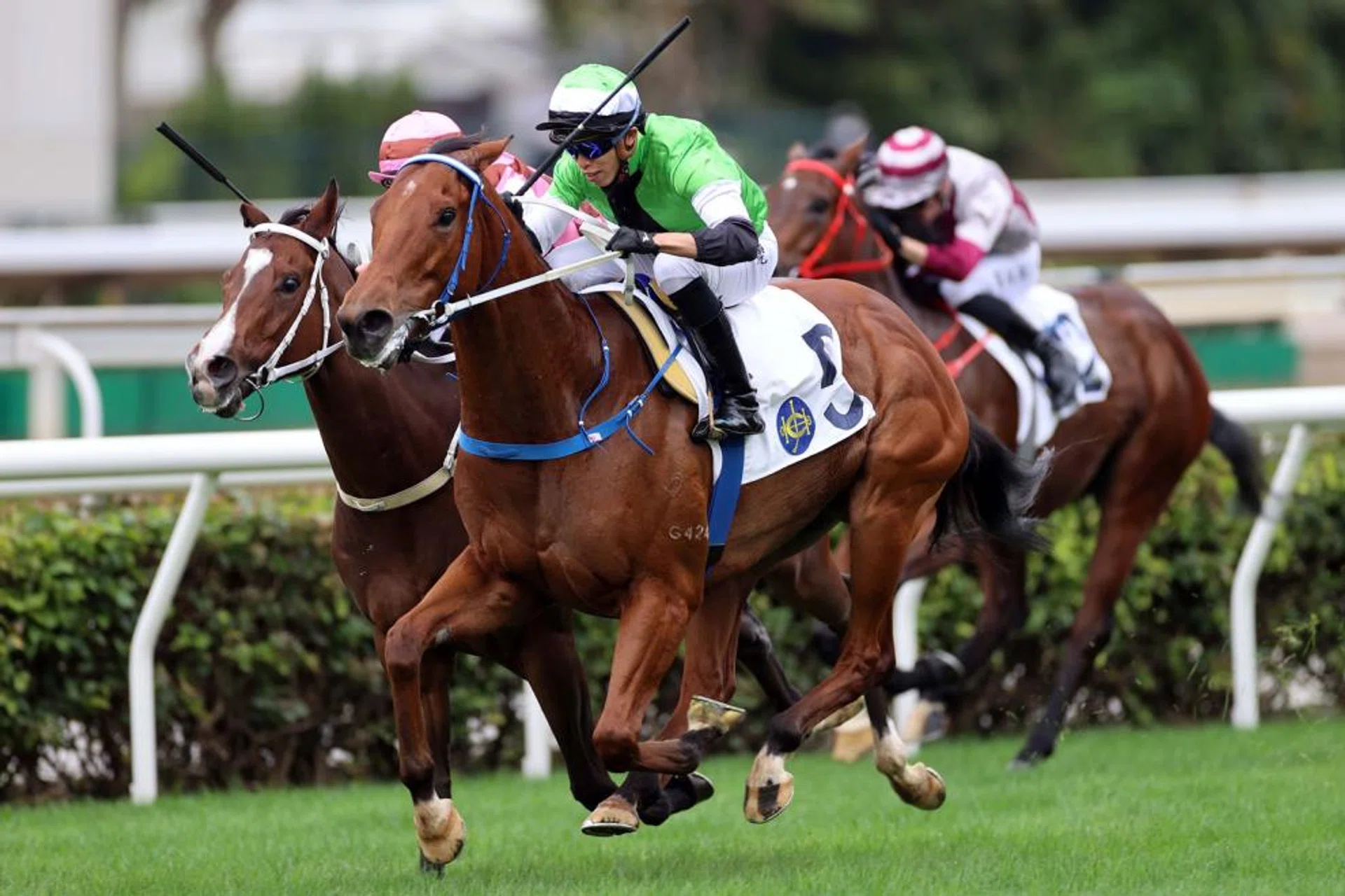 The Caspar Fownes-trained Daring Pursuit (Vincent Ho) winning a Class 4 (1,200m) race on Jan 15. Undefeated in Happy Valley, he is going for three wins in a row in the Class 3 event over 1,650m on Dec 4.