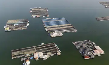 1 in 4 of Singapore fish farms shut down in past year