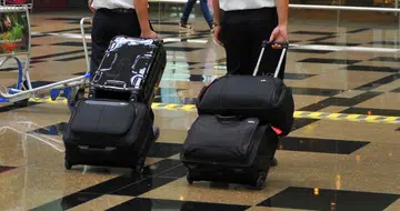 Dog flies undetected from HK to Japan in owner's luggage