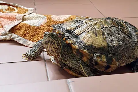 Severus II, the writer's red-eared slider terrapin.
