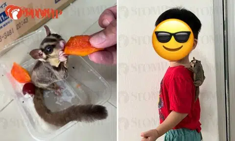 Hungry sugar glider goes looking for food in Jurong West home