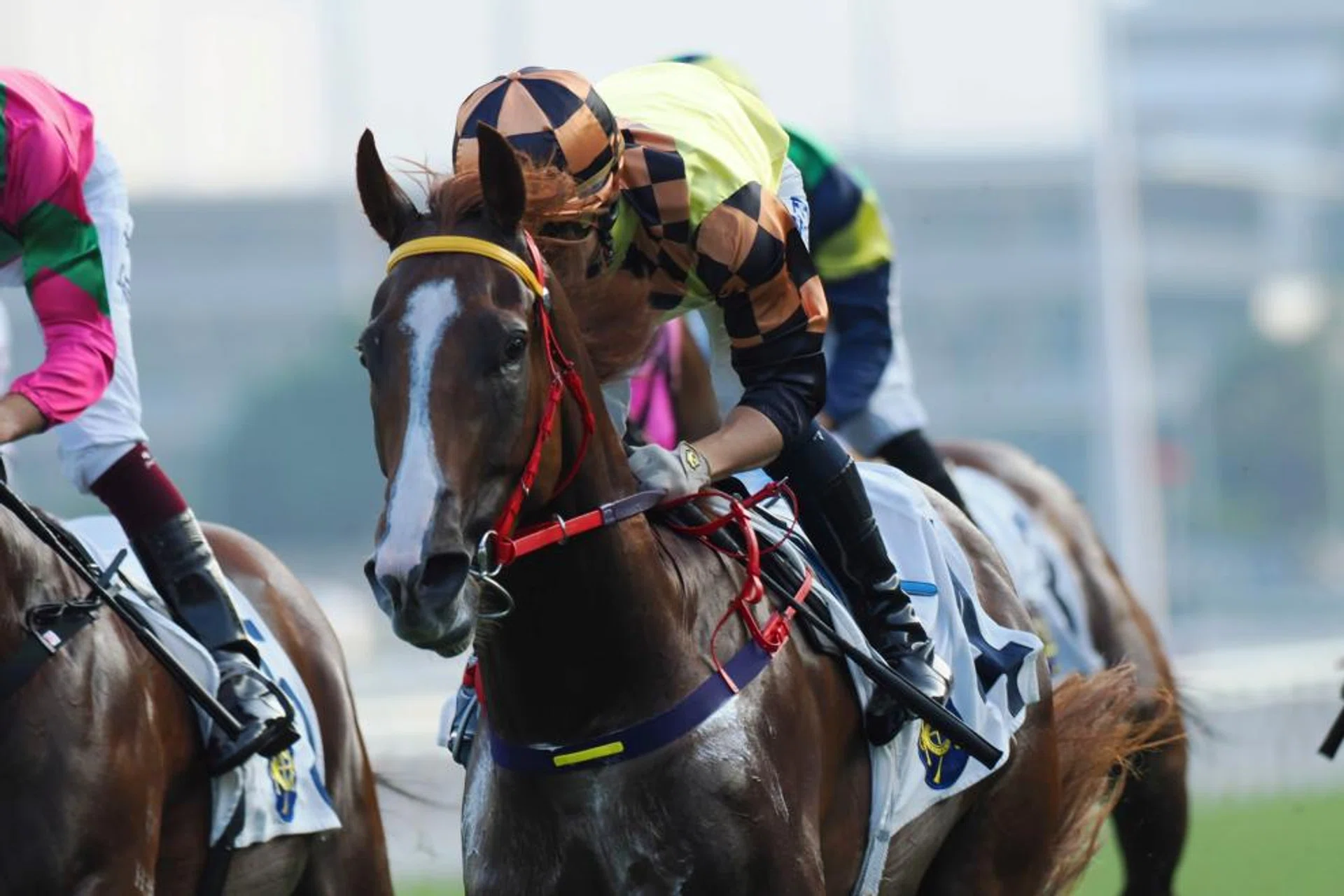 Magic Control looks set to take the HK$4.2 million The Bauhinia Sprint Trophy in Sha Tin on New Year's Day.