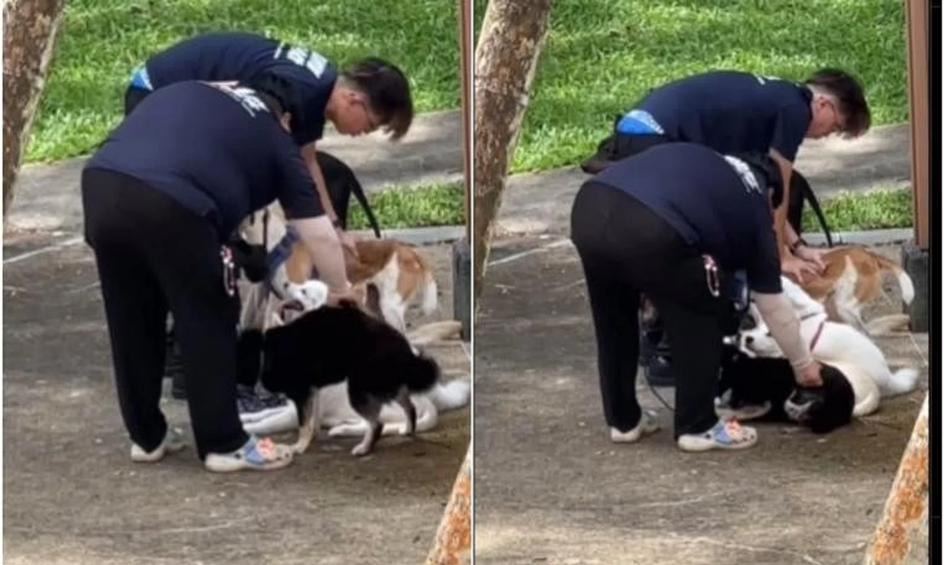 In one of the videos, one of the men in pushes down forcefully on the back of one of the dogs in an attempt to get the animal to sit.