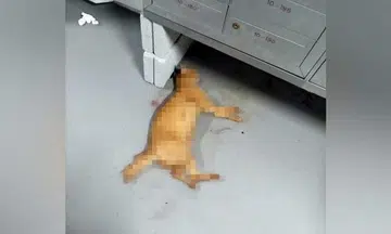 Ginger cat found dead in Boon Lay; authorities investigating