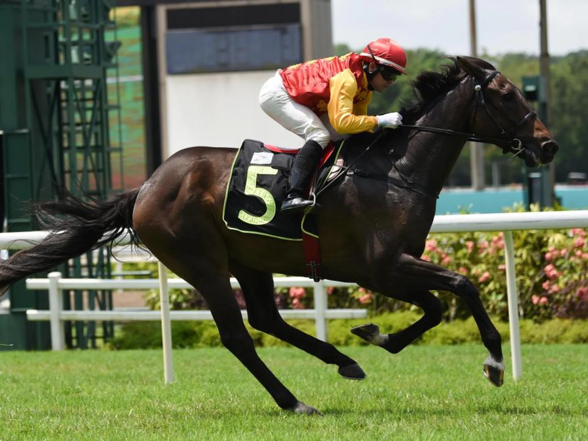 Black Storm (Manoel Nunes) winning his debut as Roman Chief on July 30, 2023. Looking fit, he is set to strike again on Jan 20.
