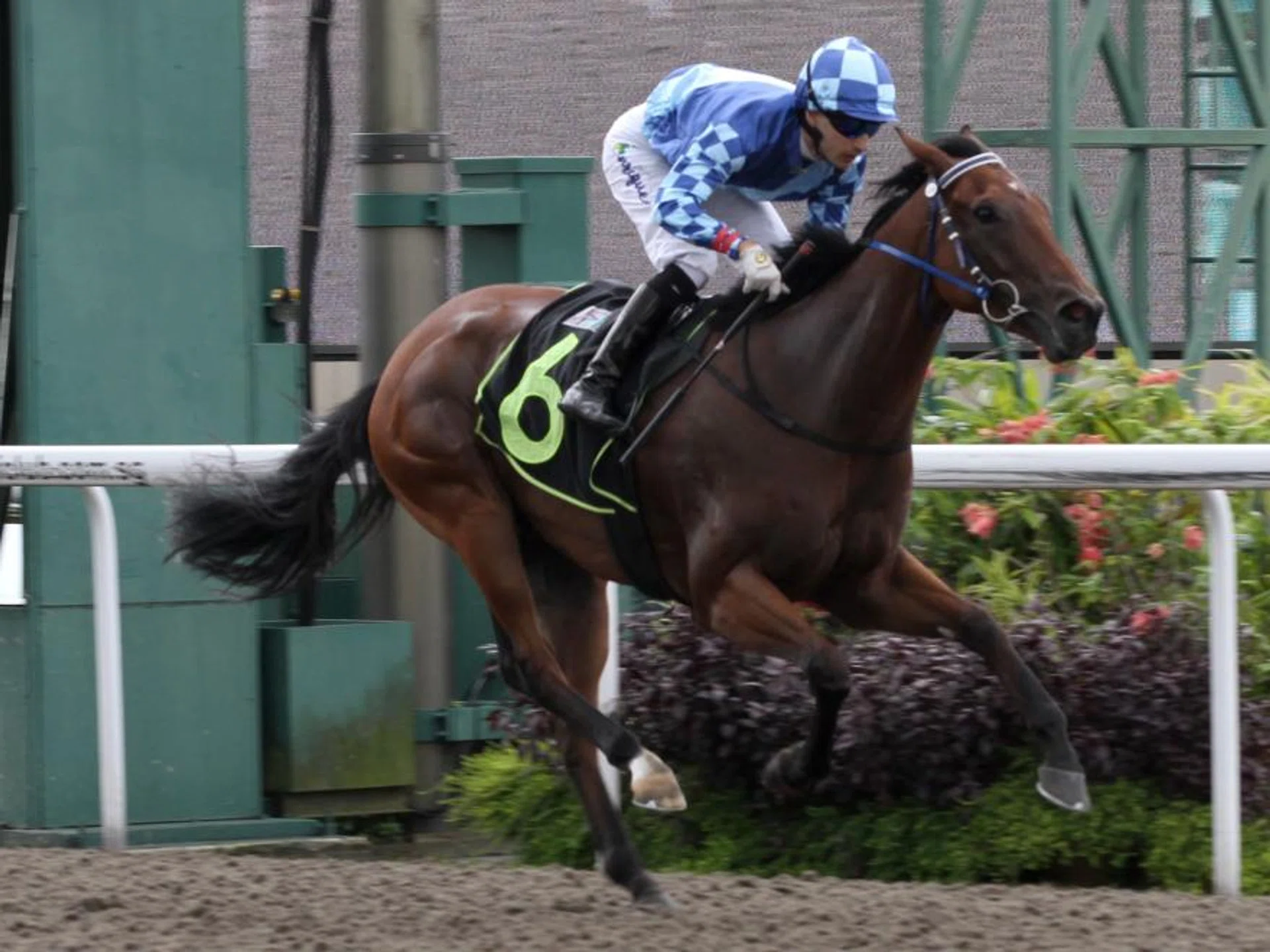 Legend Sixty-Three (Carlos Henrique) sprinting home the best in the Open Maiden (1,100m) at Kranji on Sept 14. The win was the first salvo fired by trainer Richard Lim towards a four-timer.
