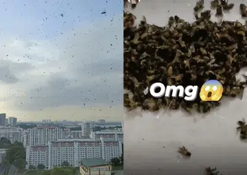 Swarm outside Woodlands block creating a buzz, as resident finds dead bees at doorstep