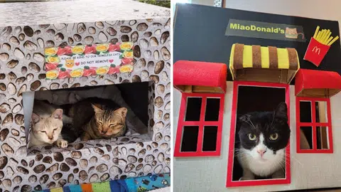 Stylish cat 'cottages' a labour of love for Chong Pang resident