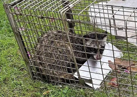 'They're coming in through the roof': Bedok residents plagued by civets invading their homes