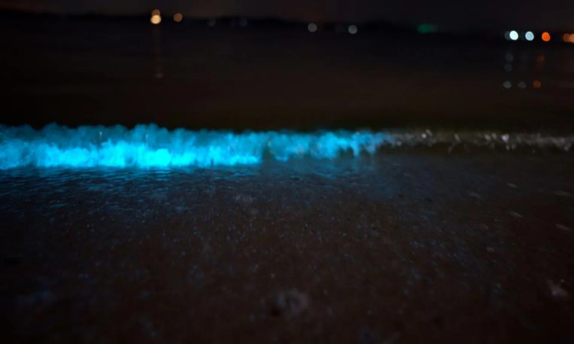 Bioluminescent waves seen along the shores of Pasir Ris Park.