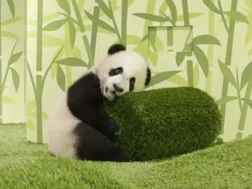 See the cutest bundle of fur in Singapore