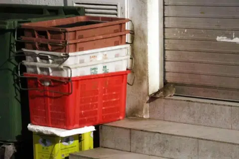 Rats trailing Geylang alley cause problems for nearby restaurant owners