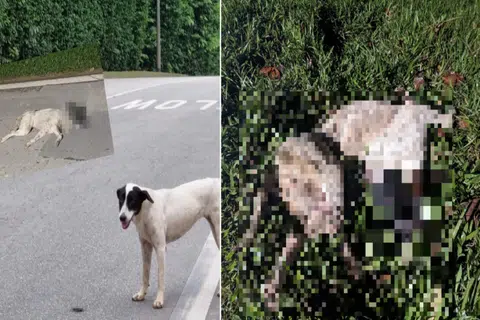 Dog feeders highlight roadkill issue in Lim Chu Kang, pleads for help to house the strays