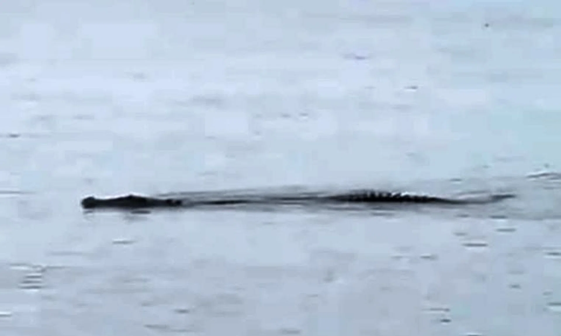 NParks has also shared advisories with kayaking operators and stakeholders to stay clear of the waters.