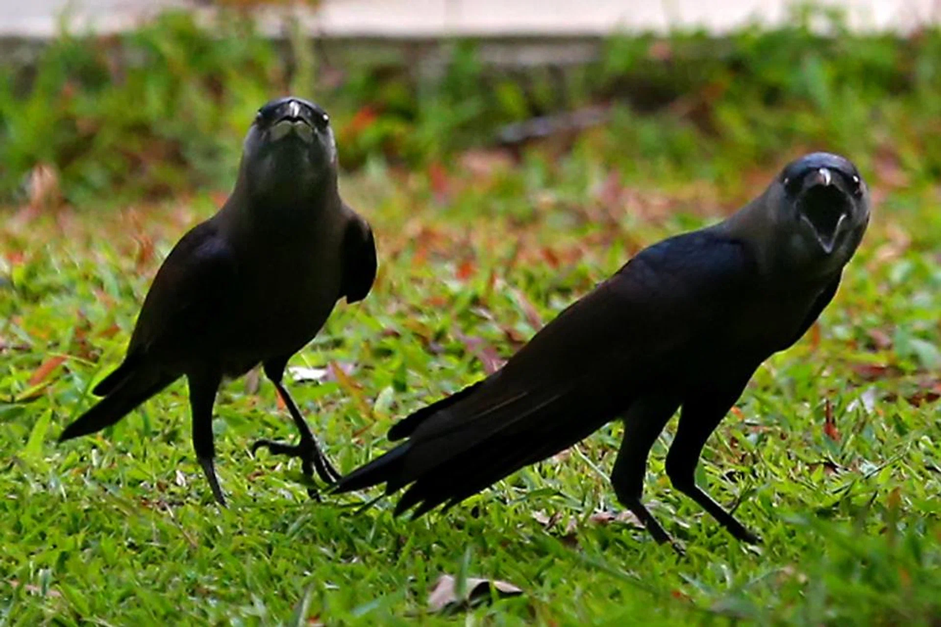 The crow attack took place at Pasir Ris Street 12. 