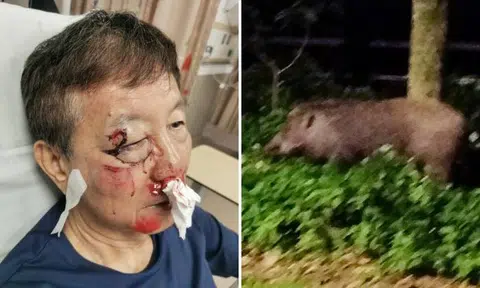 Elderly cyclist falls, suffers fractures after wild boar charges at him