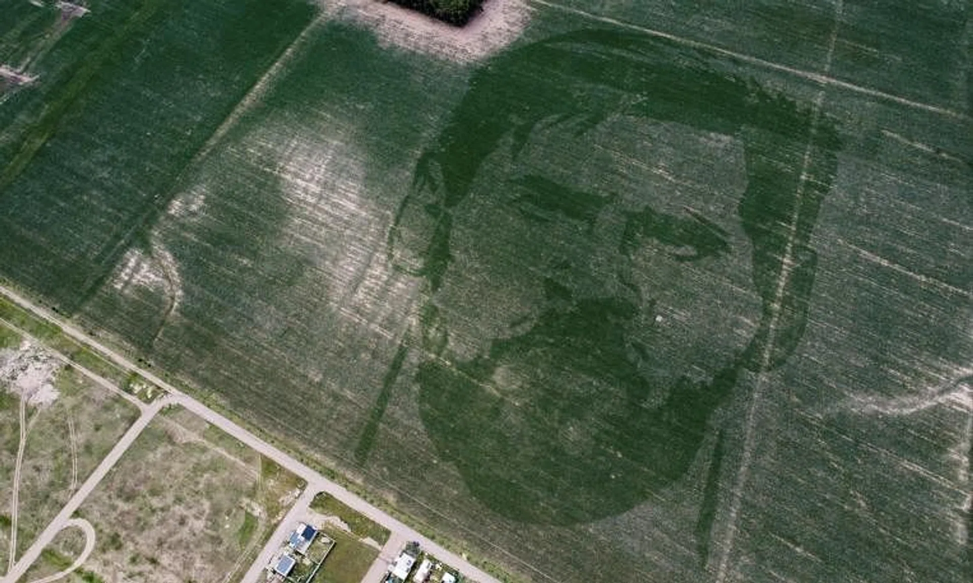 The face of Argentine football star Lionel Messi sown on a corn field in Los Condores in central Cordoba, Argentina. 