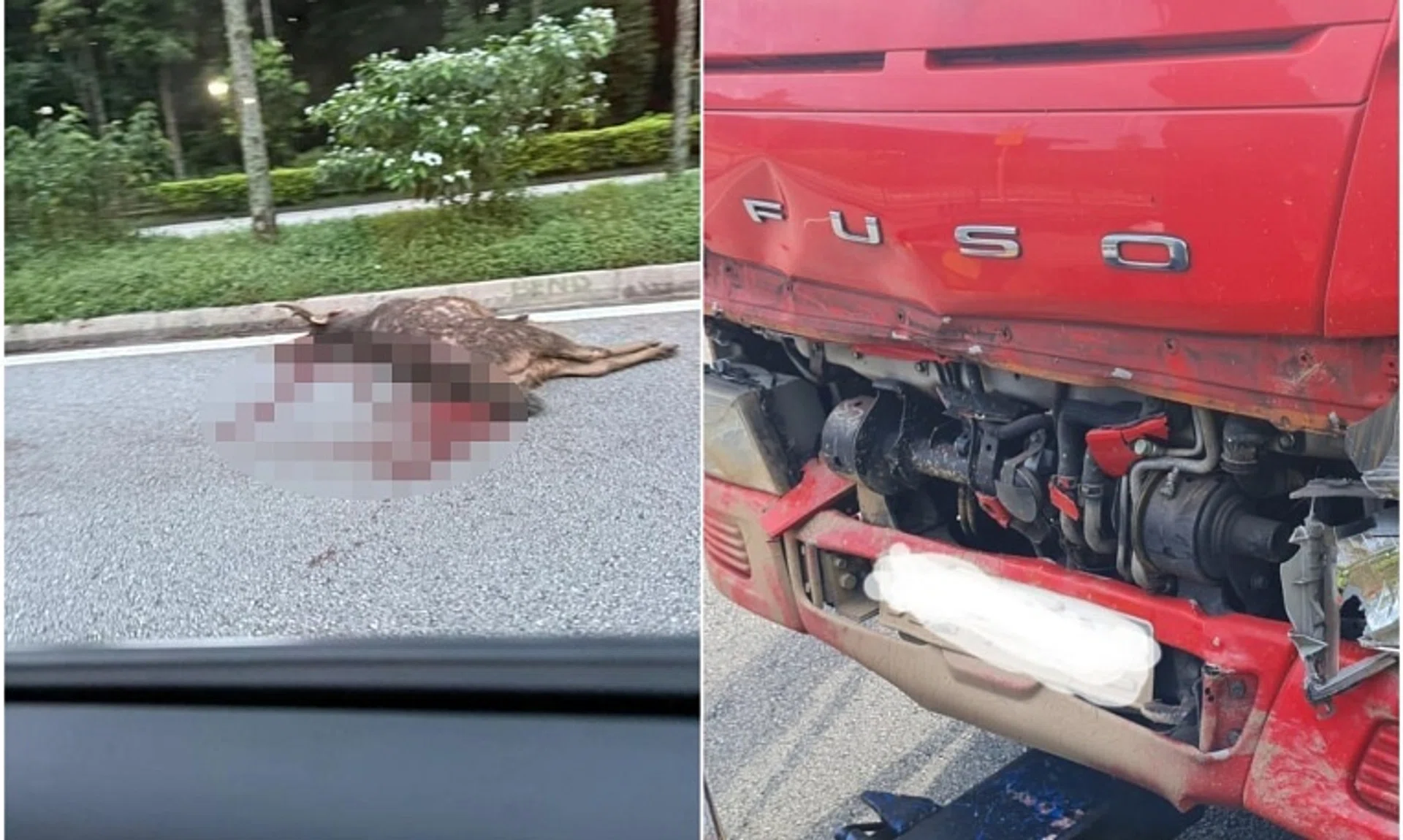 The accident on Dec 2 marked the second case of roadkill involving a sambar deer in 2024.