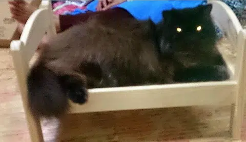 Man tries to rescue cat from burning flat