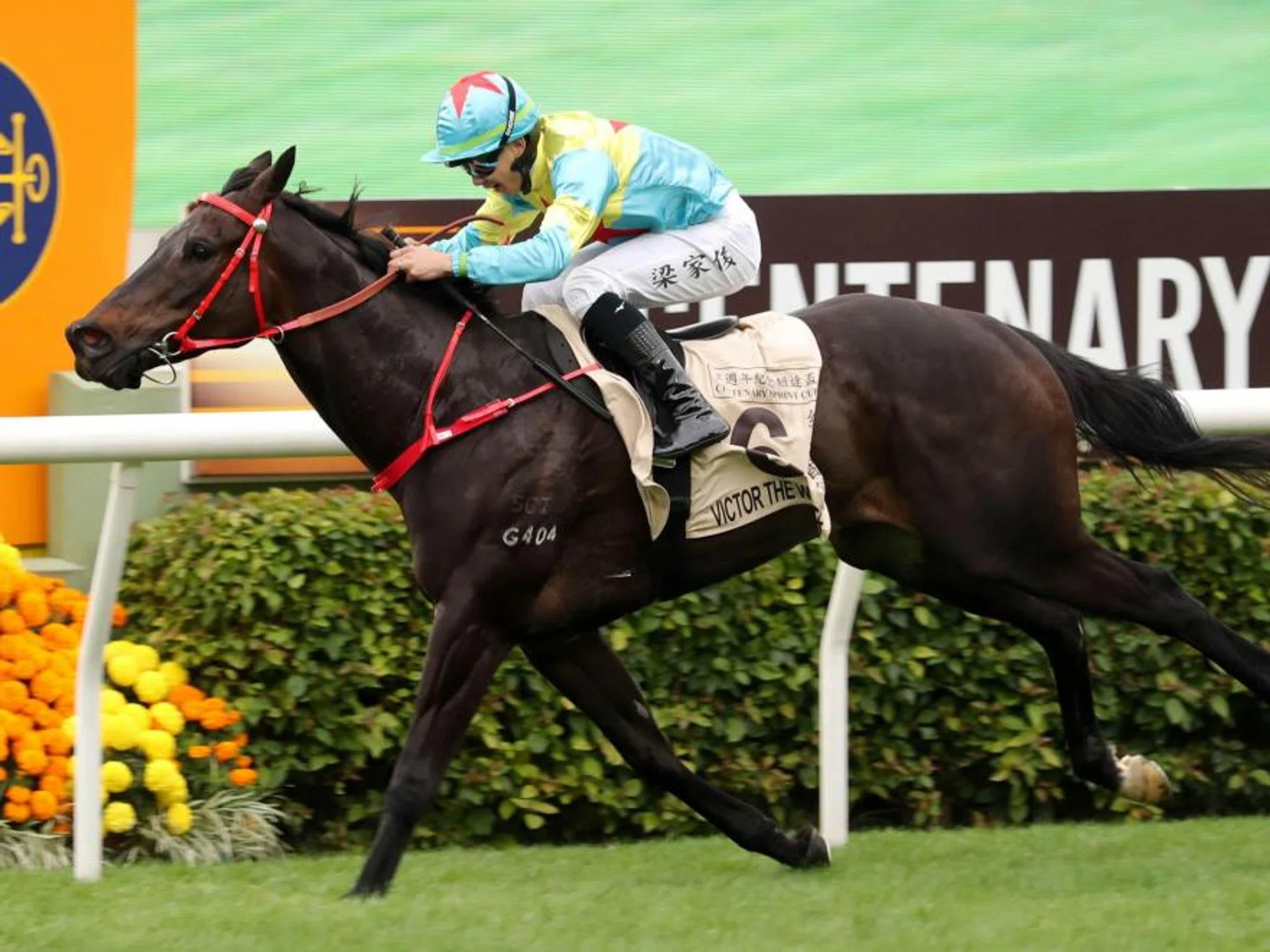 The Danny Shum-trained 37-1 outsider Victor The Winner (Derek Leung) surging to beat a strong field for his first Group 1 triumph by taking the Centenary Sprint Cup (1,200m) at Sha Tin on Jan 28.
