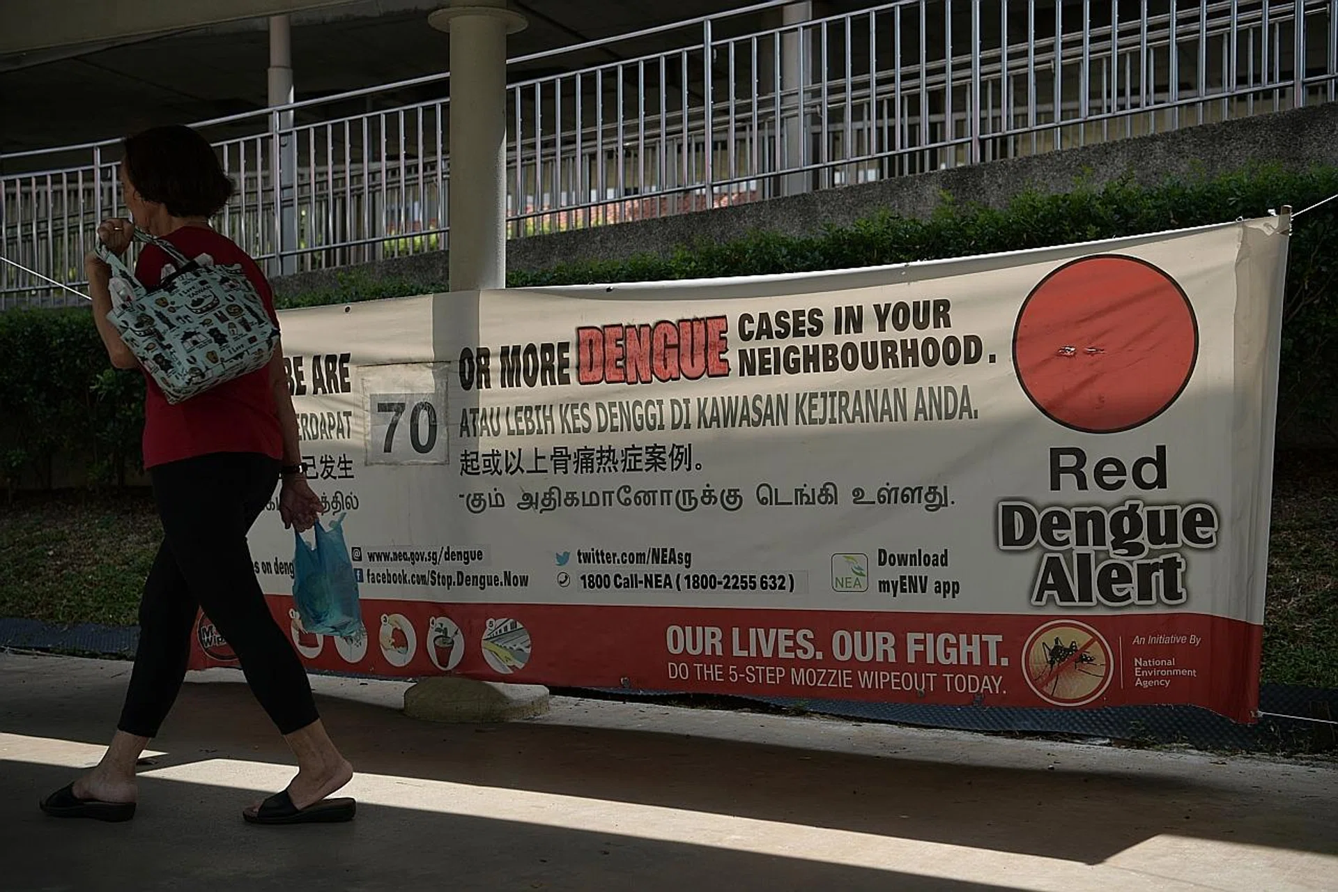 (Above) Dengue cases are on the rise.  