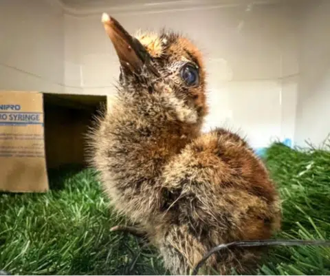 Since hatching at just 36g, the chick has grown steadily and now weighs 630g - well on its way to the adult weight of around 1kg.