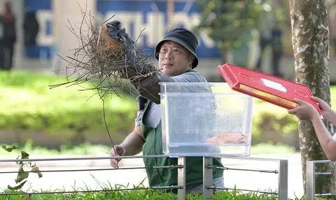 More nests, fledglings removed in Orchard Road after attacks by crows