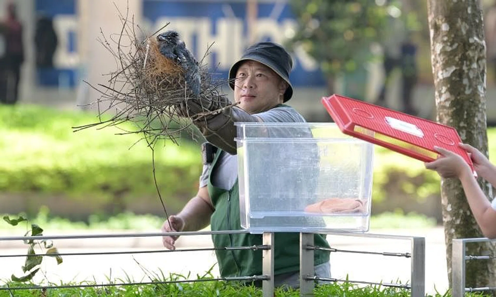 Officers from NParks removed nests and two young crows from nearby bushes.
