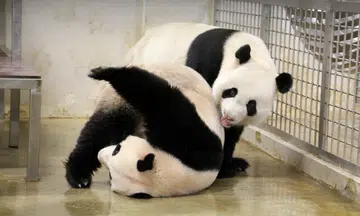 Mandai Wildlife Reserve's Giant Panda Forest to close for breeding season
