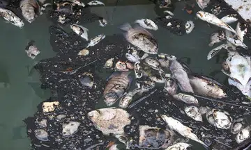 Dead fish surface off Raffles Marina after drop in water quality due to Tuas chemical facility fire