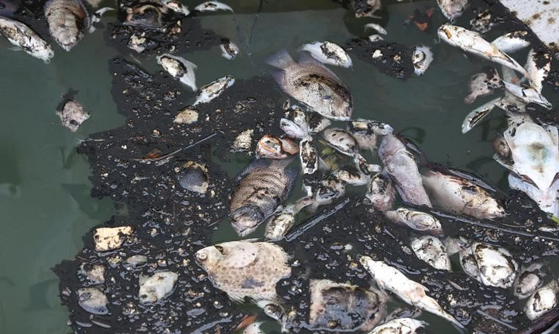 The National Environment Agency said it is analysing samples of “pungent brown water” in a canal near Tuas West Drive.